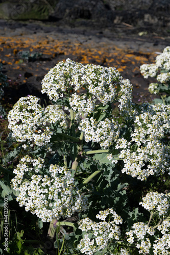 Botanical collection, white blossom of eadible sea shore plant Crambe maritima or sea kale,seakale or crambe flowering plant in genus Crambe of the family Brassicaceae.  photo