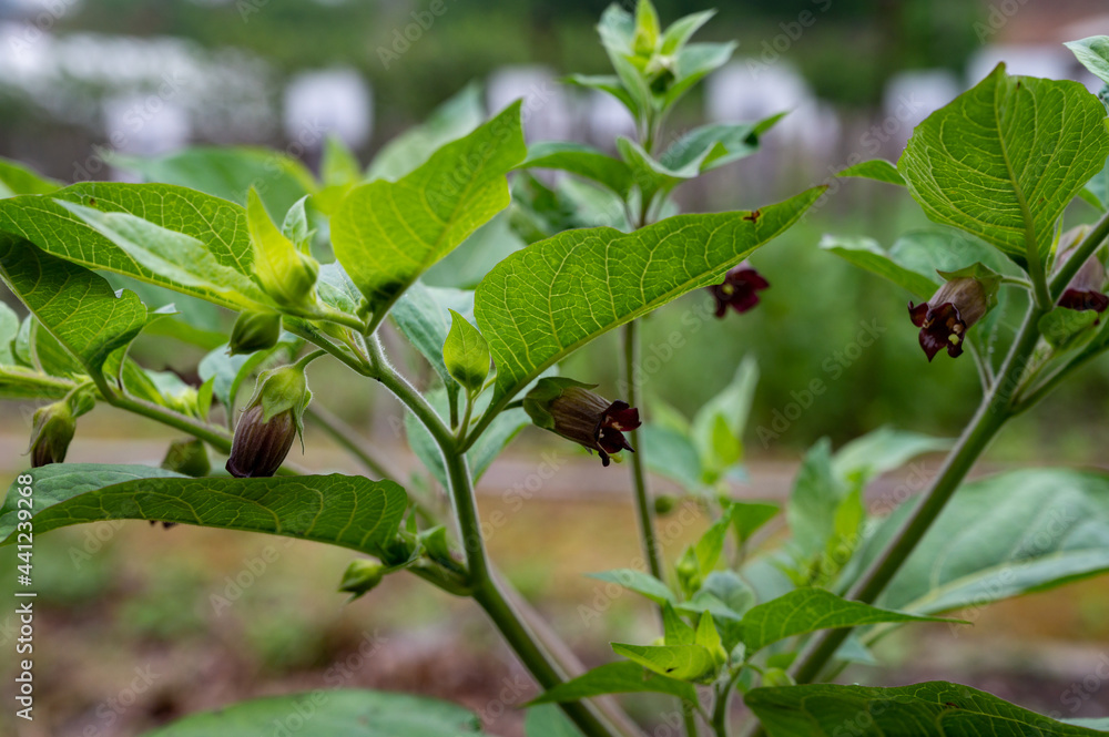 Atropa belladonna, commonly known as belladonna or deadly nightshade, is poisonous perennial herbaceous plant in nightshade family Solanaceae Stock | Adobe Stock