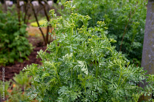 Ruta graveolens medicinal plant or strong smelling rue, commonly known as rue or herb-of-grace, is  species of Ruta grown as ornamental plant and herb. photo