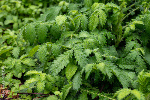 Botanical collection  young green leaves of medicinal plant Agrimonia eupatoria is  species of agrimony or common agrimony  church steeples or sticklewort.