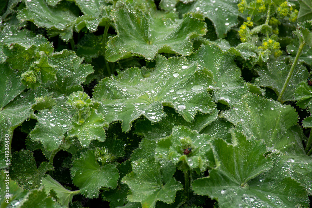 Alchemilla vulgaris or lady's mantle, herbaceous perennial plant member of the rose family, are grown in gardens for their leaves, which collect sparkling water droplets. Alchemilla vulgaris or lady's mantle, herbaceous perennial plant member of the rose family, are grown in gardens for their leaves, which collect sparkling water droplets.