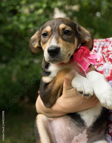 homeless tricolor dog with a bow