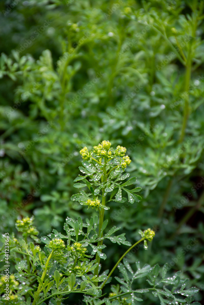 Ruta graveolens medicinal plant or strong smelling rue, commonly known as rue or herb-of-grace, is species of Ruta grown as ornamental plant and herb. Ruta graveolens medicinal plant or strong smelling rue, commonly known as rue or herb-of-grace, is species of Ruta grown as ornamental plant and herb.