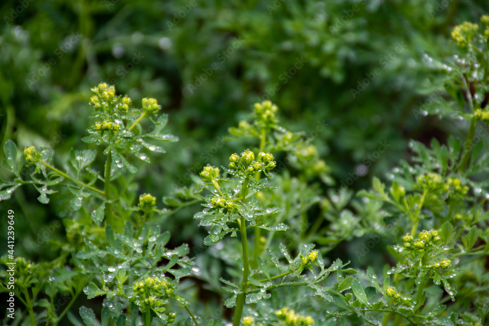 Ruta graveolens medicinal plant or strong smelling rue, commonly known as rue or herb-of-grace, is species of Ruta grown as ornamental plant and herb. Ruta graveolens medicinal plant or strong smelling rue, commonly known as rue or herb-of-grace, is species of Ruta grown as ornamental plant and herb.