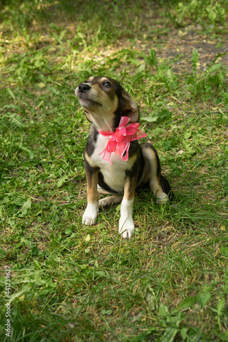 homeless tricolor dog with a bow