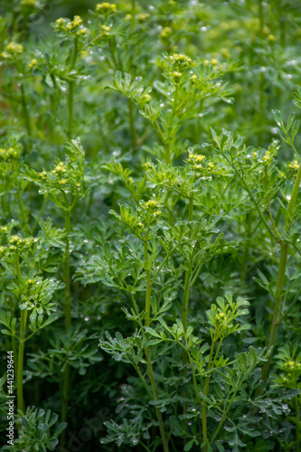 Ruta graveolens medicinal plant or strong smelling rue, commonly known as rue or herb-of-grace, is  species of Ruta grown as ornamental plant and herb. photo