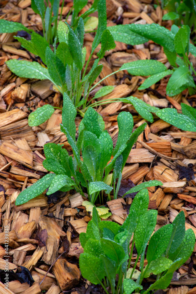 Botanical collection, young green leaves of edible and medicinal garden plant Tanacetum balsamita perennial temperate herb or costmary, alecost, balsam herb, bible leaf, or mint geranium