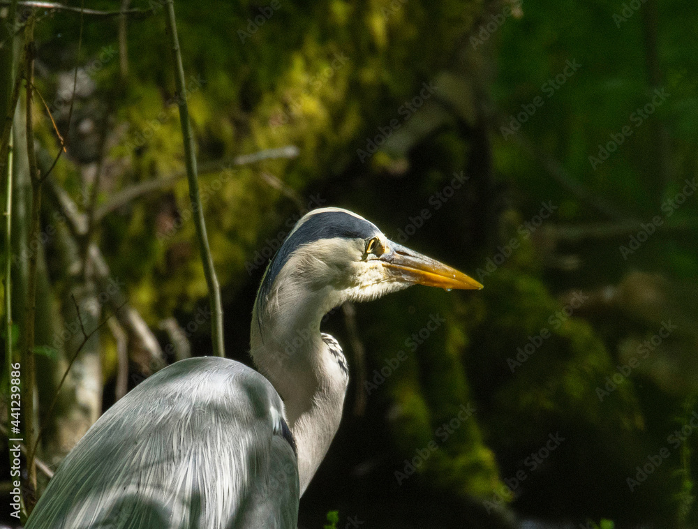 A grey heron sitting in a shadowed swamp in a bird sanctuary pond in Stockholm A grey heron sitting in a shadowed swamp in a bird sanctuary pond in Stockholm