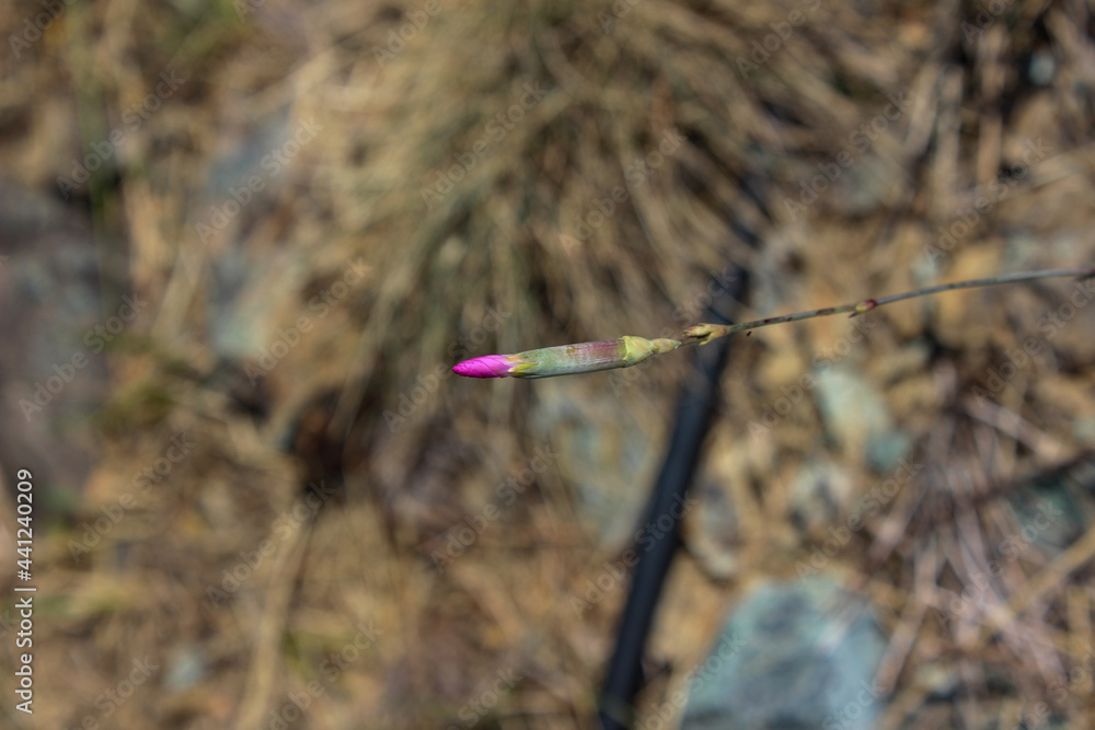 Fototapeta premium Bocciolo di fiore selvatico