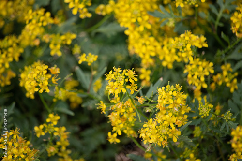 gelbe Blüten 