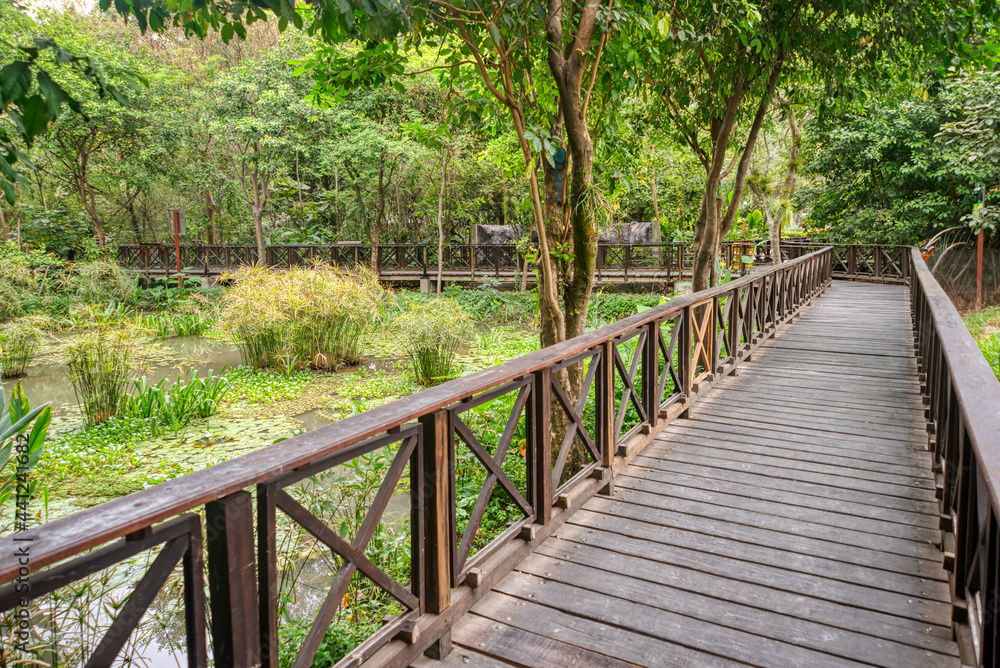 Wooden boardwalk or walkway constructed over a swamp in a very tropical area of Guayaquil, Guayas province, Ecuador, South America.