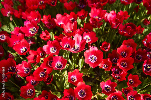 Red beautiful tulips field in spring time with sun rays