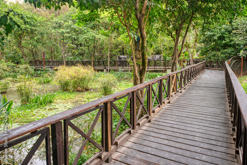 Wooden boardwalk or walkway constructed over a swamp in a very tropical area of Guayaquil, Guayas province, Ecuador, South America.