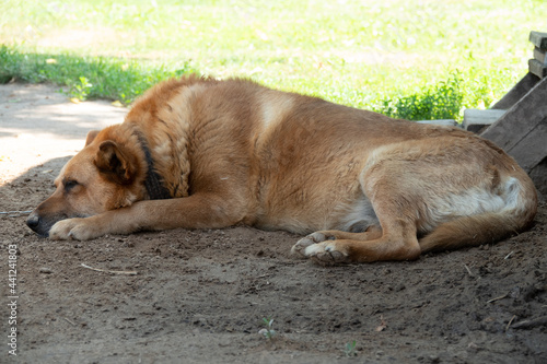 Dog with sad face. Sad australian shepherd female lying on the earth. Sad dog eyes.