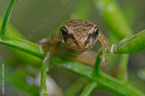 Young water frog, Junger Wasserfrosch 