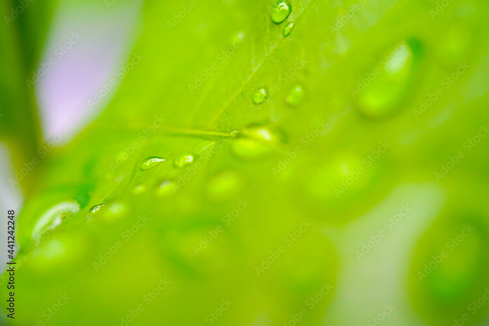water drops on leaf with blur green 