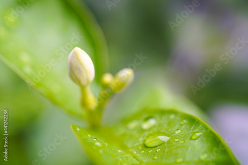 water drops on a green leaf with white flower