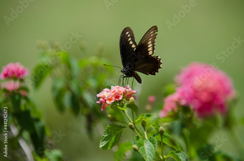 butterfly on flower