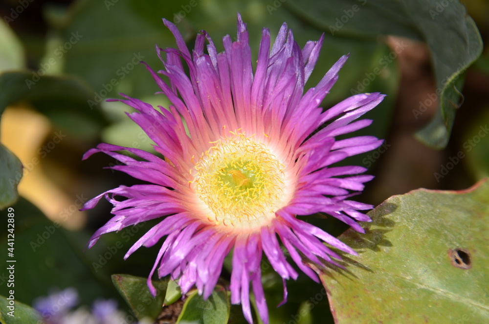 Obraz premium flower