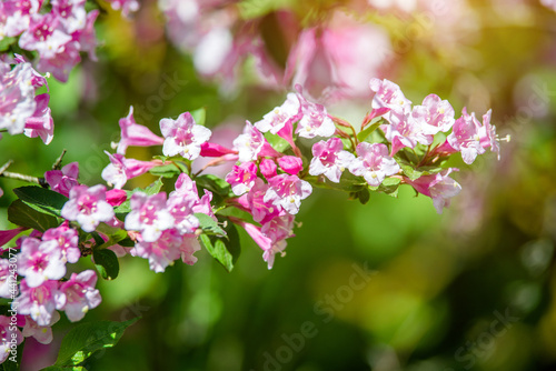 pink weigela blooms in the Botanical garden 