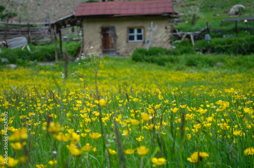 house in the meadow