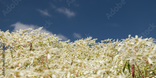 A sea of white flowers from Euphorbia leucocephala (Noivinha) by the blue sky and sun light 