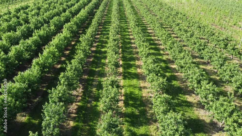 Flying over the green spaces of apple trees growing in rows in summer. Endless fruit tree plantation. . High quality 4k footage Flying over the green spaces of apple trees growing in rows in summer. Endless fruit tree plantation. . High quality 4k footage