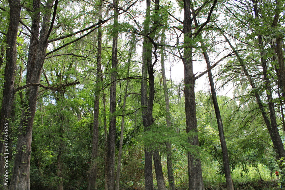 Naklejka premium La naturaleza de un rio y maravilloso entorno