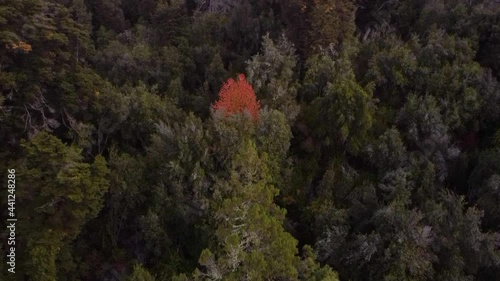 Árbol Rojo en un bosque verde - Patagonia