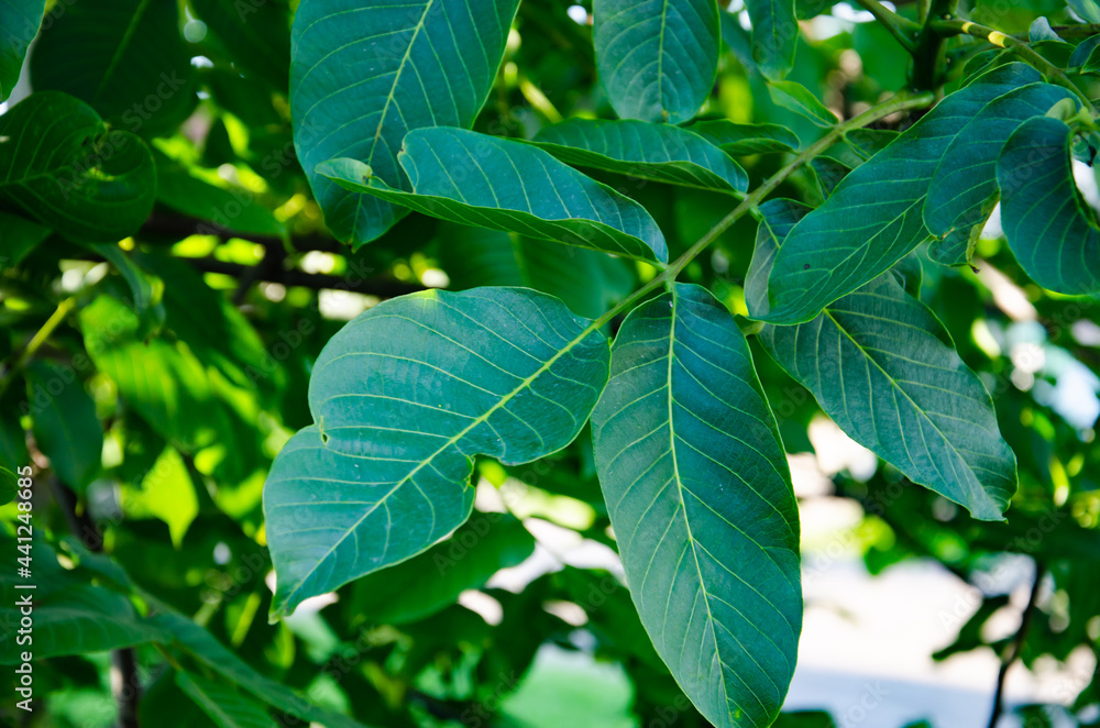 View from below into a lush vibrant green walnut tree full of branches with many leaves. View from below into a lush vibrant green walnut tree full of branches with many leaves.