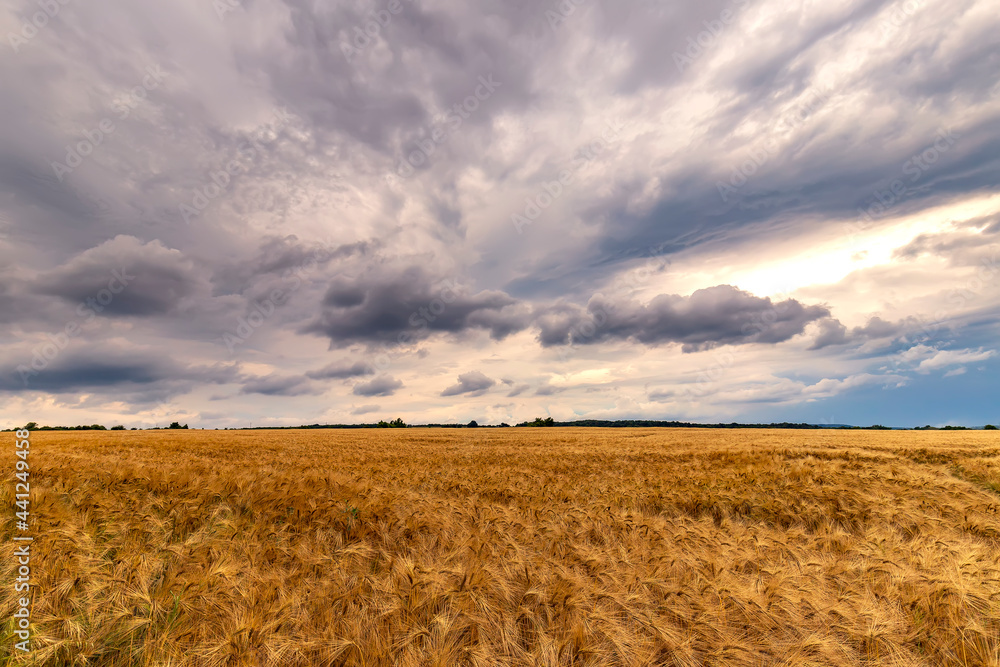 Stunning landscape of ripe barley and amazing cloudy sky Stunning landscape of ripe barley and amazing cloudy sky