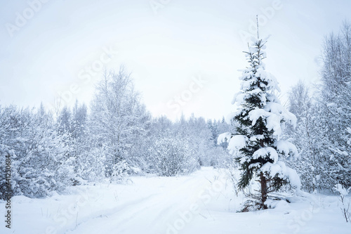 Christmas landscape © vikitora_sap