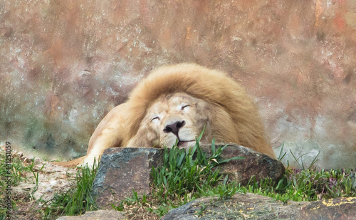 Leão dormindo com a cabeça na rocha. photo