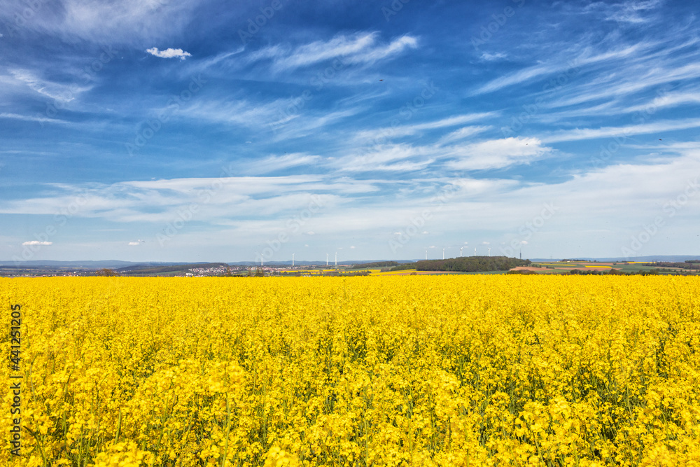 Panorama of canola field in spring