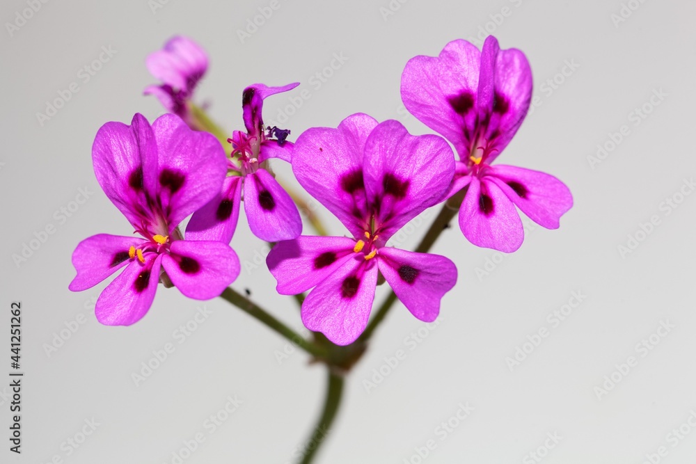 Flower of Pelargonium magenteum