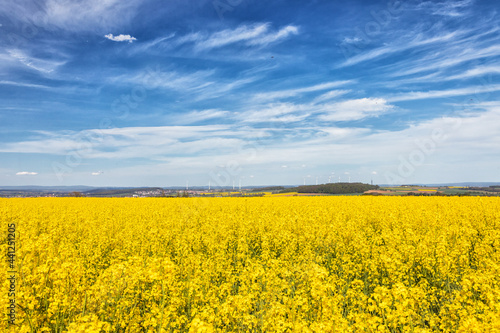 Panorama of canola field in spring