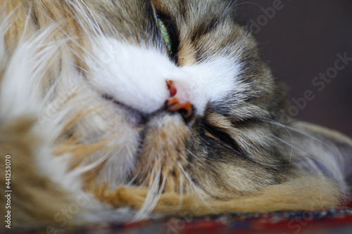 Canvas Print Closeup of a Ragamuffin cat sleeping indoors