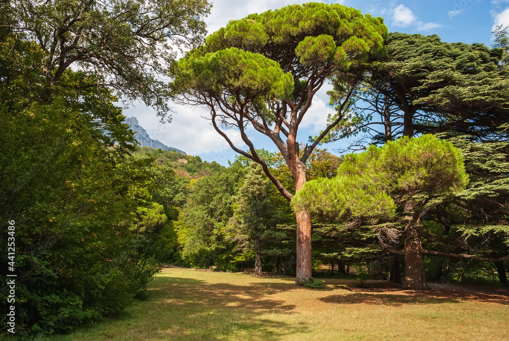 Botanical garden of Yalta. Beautiful landscape of the park on a sunny day. Crimean peninsula