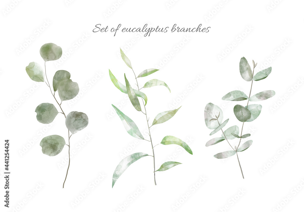 Set of Watercolor Eucalyptus Branches. Hand painted floral illustration of plant with transparent green Leaves. Graphic design for wedding greetings or wallpapers