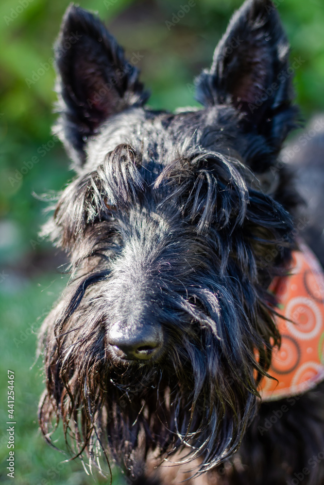 black and white terrier