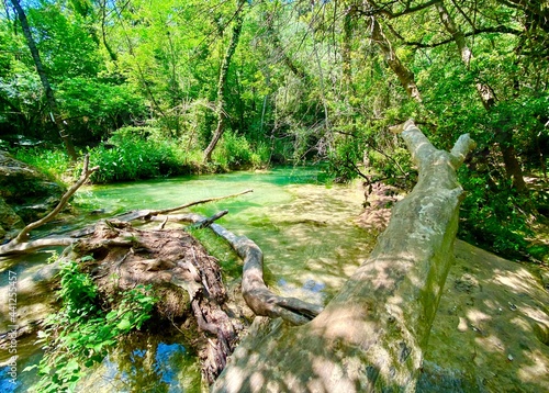 tree in the woods photo