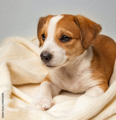Jack Russell Terrier puppy lies on floor