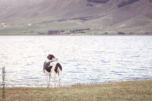 Dog at the shore of a lake