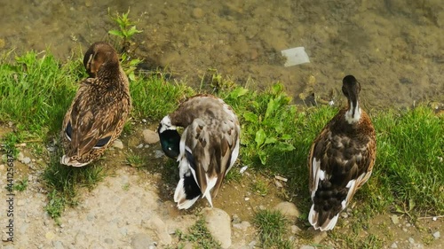 a group of ducks swims on the lake