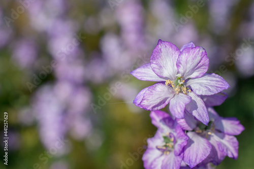 Closeup of delphiniums flowers  in field at Wick, Pershore, Worcestershire, UK photo