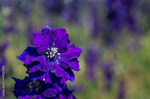 Closeup of delphiniums flowers  in field at Wick, Pershore, Worcestershire, UK photo