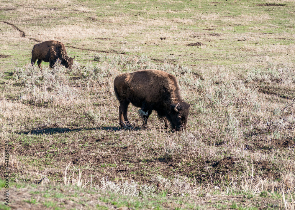 Herd of Bison in Lamar Valley Herd of Bison in Lamar Valley