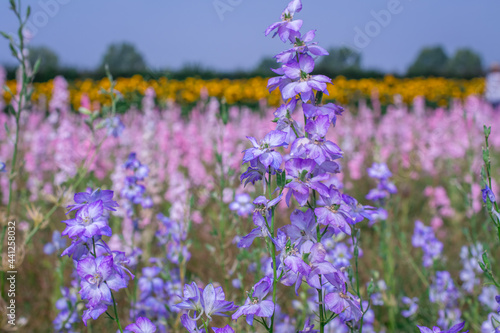 Closeup of delphiniums flowers  in field at Wick, Pershore, Worcestershire, UK photo