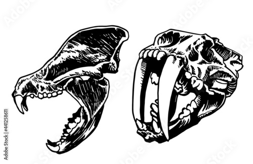 Graphical two skulls of saber-toothed tiger isolated on white,paleontological vector elements