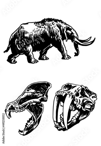 Graphical two skulls of saber-toothed tiger  and mammoth isolated on white,ice period animals vector elements
